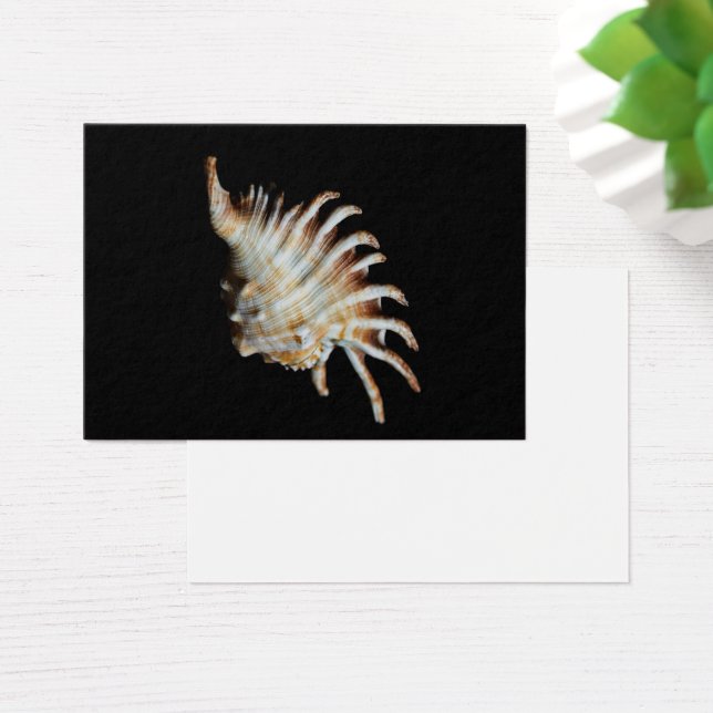 Mambeda Lambis Shell Spider (Bureau)