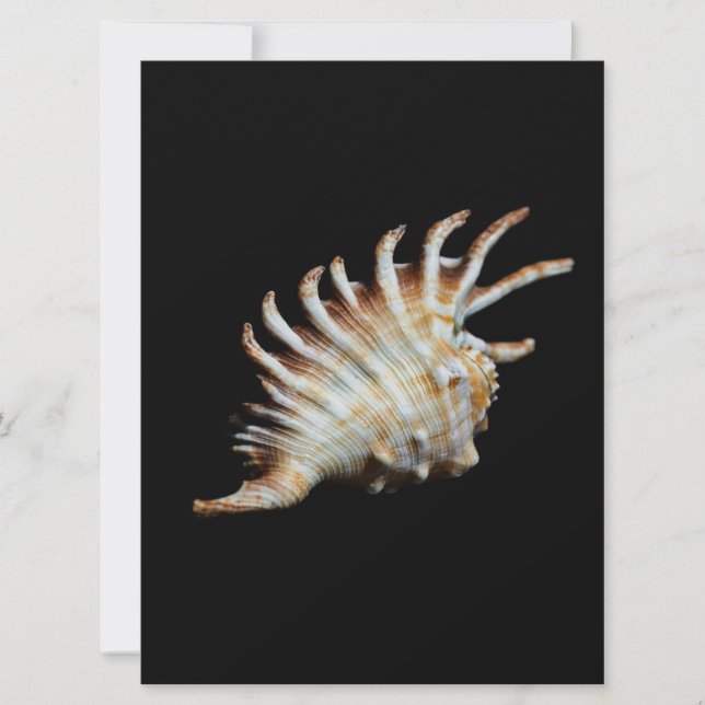 Mambeda Lambis Shell Spider (Voorkant)