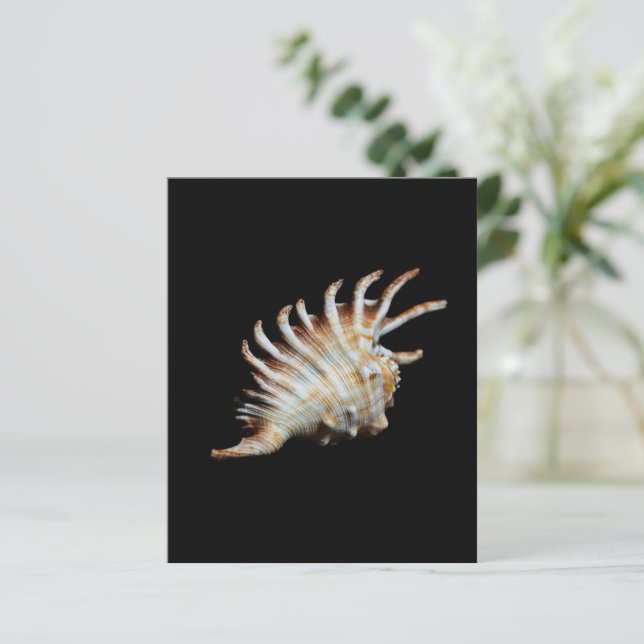Mambeda Lambis Shell Spider (Staand voorkant)
