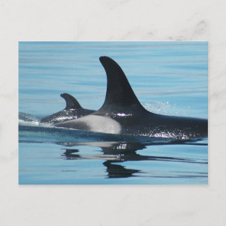 Mamma en de Orka van het Baby Briefkaart
