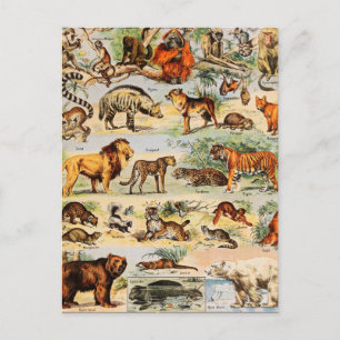 Mammal Kingdom Briefkaart