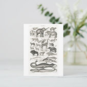 MAMMALS BRIEFKAART DIERENCHART (Staand voorkant)