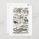 MAMMALS BRIEFKAART DIERENCHART (Voorkant / Achterkant)