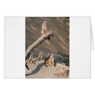 Mammifères sauvages Meerkat d'animaux