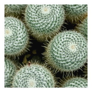 Mammillaria hahniana foto afdruk