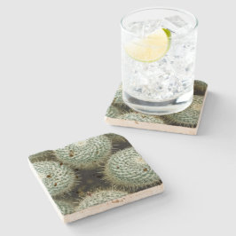 Mammillaria hahniana stenen onderzetter