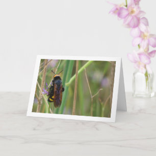 Mammoetwesp - Megascolia maculata Kaart