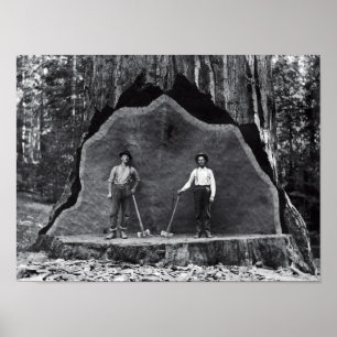 MAMMOTH SEQUOIA c. 1878 Poster