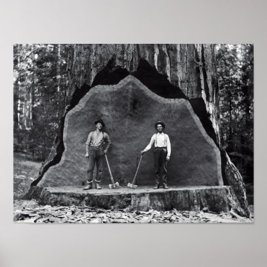 MAMMOTH SEQUOIA c. 1878 Poster (Voorkant)