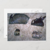 MAMMOTH TEETH (2) BRIEFKAART (Voorkant / Achterkant)