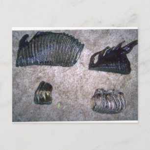 MAMMOTH TEETH (2) BRIEFKAART