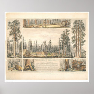Mammoth Tree Grove (0976A) Poster