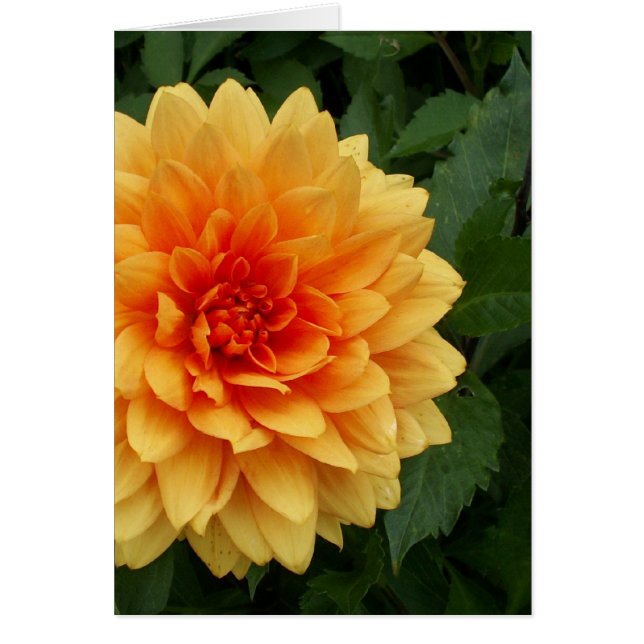 Mam's Dahlia (Voorkant)