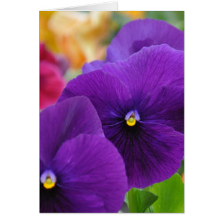 Mam's Eyes Pansies