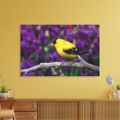 Man, American Goldfinch in zomersplumage, Canvas Afdruk (Insitu (Woonkamer))