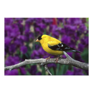 Man, American Goldfinch in zomersplumage, Foto Afdruk