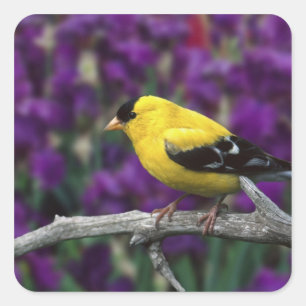 Man, American Goldfinch in zomersplumage, Vierkante Sticker