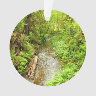 Man Creek II perdu dans le parc national Redwood