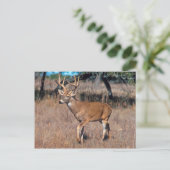 Man Deer Buck met Antlers Briefkaart (Staand voorkant)