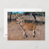 Man Deer Buck met Antlers Briefkaart (Voorkant / Achterkant)