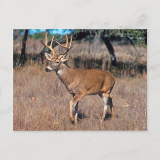 Man Deer Buck met Antlers Briefkaart