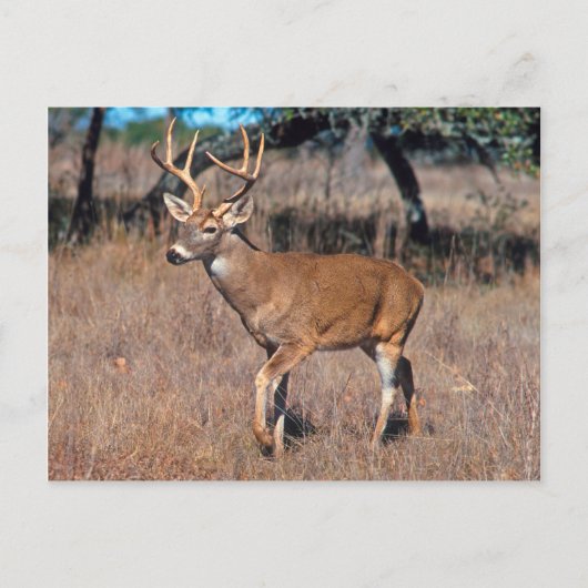 Man Deer Buck met Antlers Briefkaart (Voorkant)