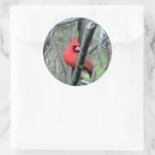 Man Kardinaal Foto Sticker (Tas)