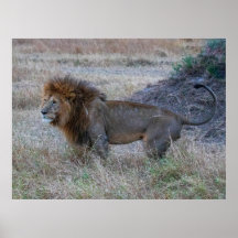 Man Lion at Dusk - African Safari Wildlife Poster