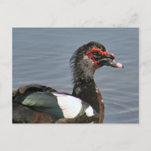 Man Muscovy Duck Photo Briefkaart