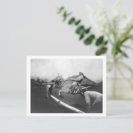 Man Riding Zebra — Afsluitingsfoto Briefkaart (Staand voorkant)