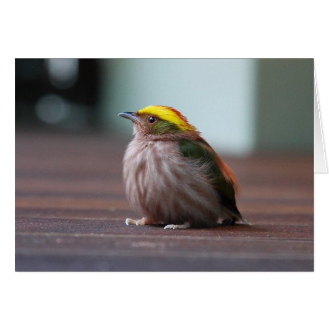 Manakin met een hoge binnenlaag (Voorkant Horizontaal)