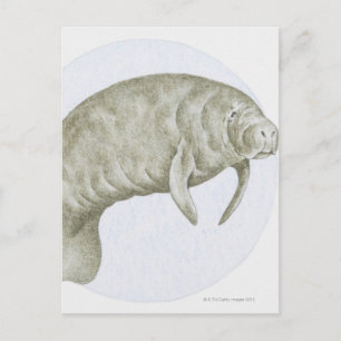 Manatee Briefkaart