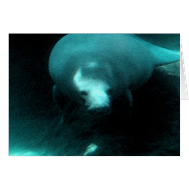 Manatee Dreams (Voorkant Horizontaal)