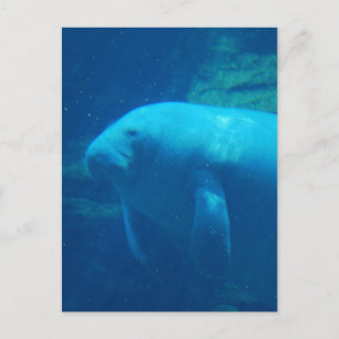 Manatee Floating Briefkaart