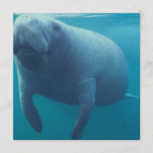 Manatee Invitation Kaart