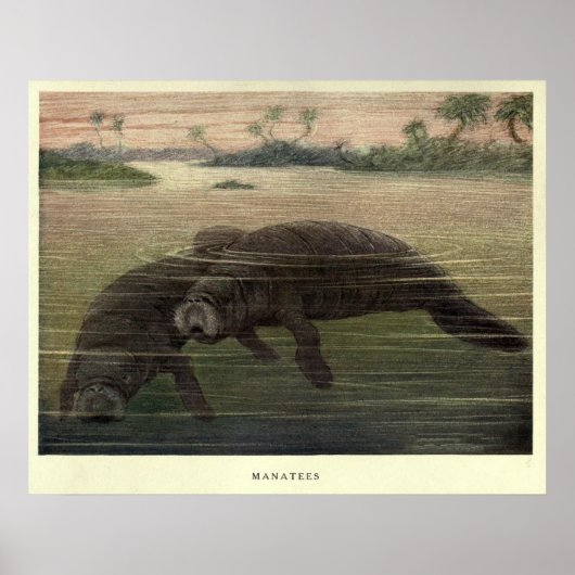 Manatee Painting (1909) Poster (Voorkant)