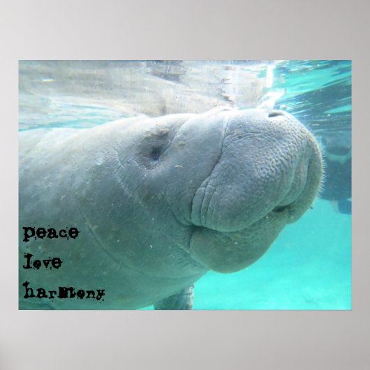 Manatee Poster (Voorkant)