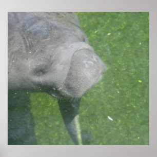 Manatee Smile Poster