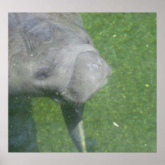 Manatee Smile Poster (Voorkant)