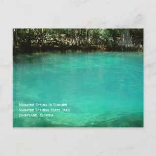 Manatee Springs-Briefkaart Briefkaart