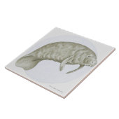 Manatee Tegeltje (Zijkant)