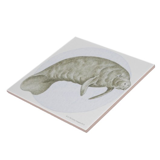 Manatee Tegeltje (Zijkant)