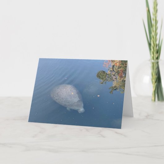 Manatee wenskaart #1 (leeg binnen) kaart (Voorkant)