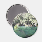 Manatees at Blue Springs Magnet (Recto/Verso)