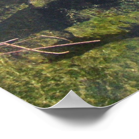 Manatees Poster (Hoek)