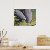 Manatees Poster (Keuken)