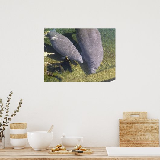 Manatees Poster (Keuken)