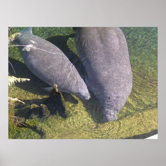 Manatees Poster (Voorkant)