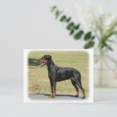 Manchester Terrier Briefkaart (Staand voorkant)