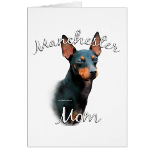 Manchester Terrier Ma 2